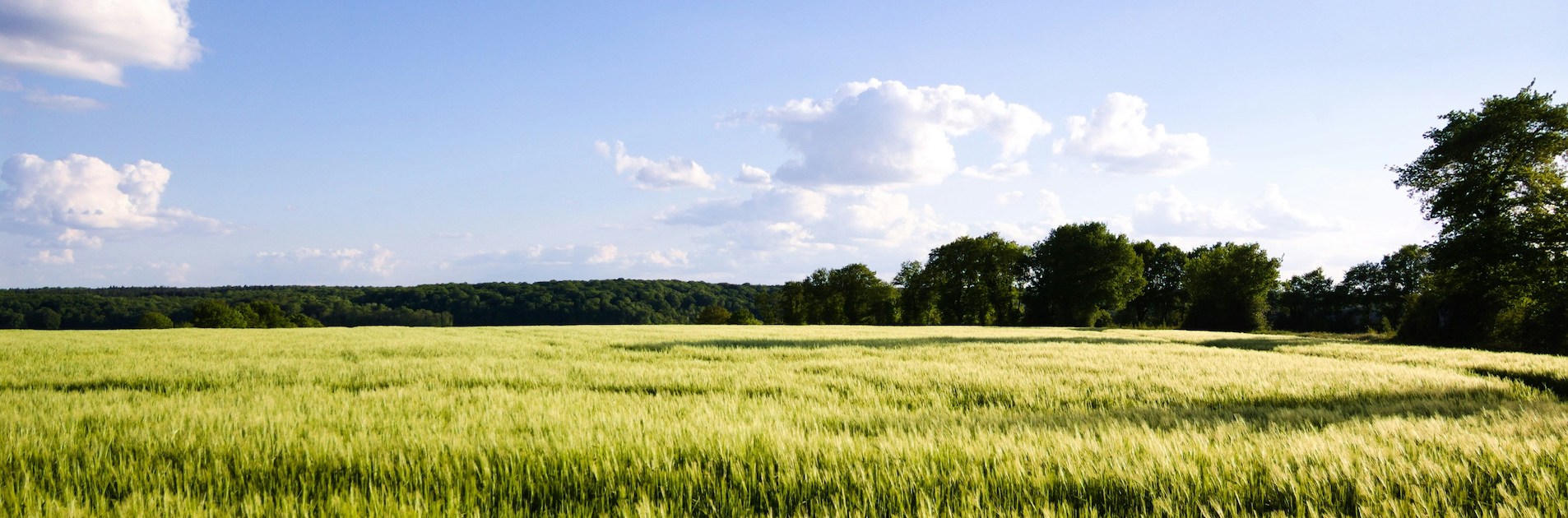 Champ de blé et ciel bleu, dans la campagne sarthoise